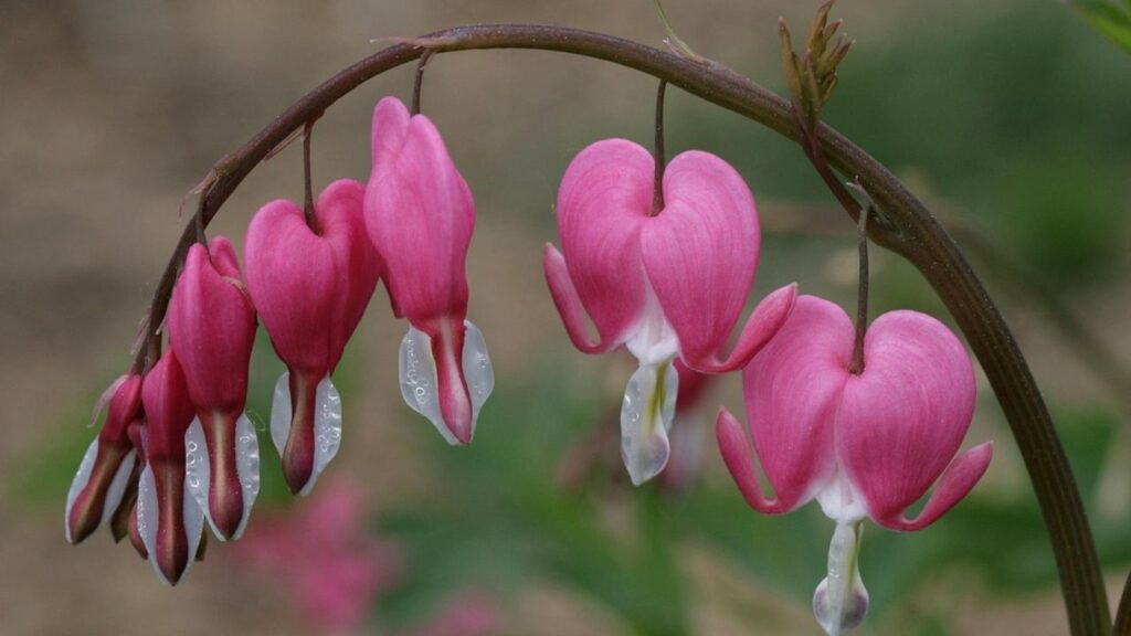 ब्लीडिंग हार्ट को सजावट के रूप में भी इस्तेमाल किया जा सकता है. इसके सुंदर फूलों को आप वास या बुके बनाकर इस्तेमाल कर सकते हैं. यह दिखने में बेहद खूबसूरत और आकर्षक लगते हैं.