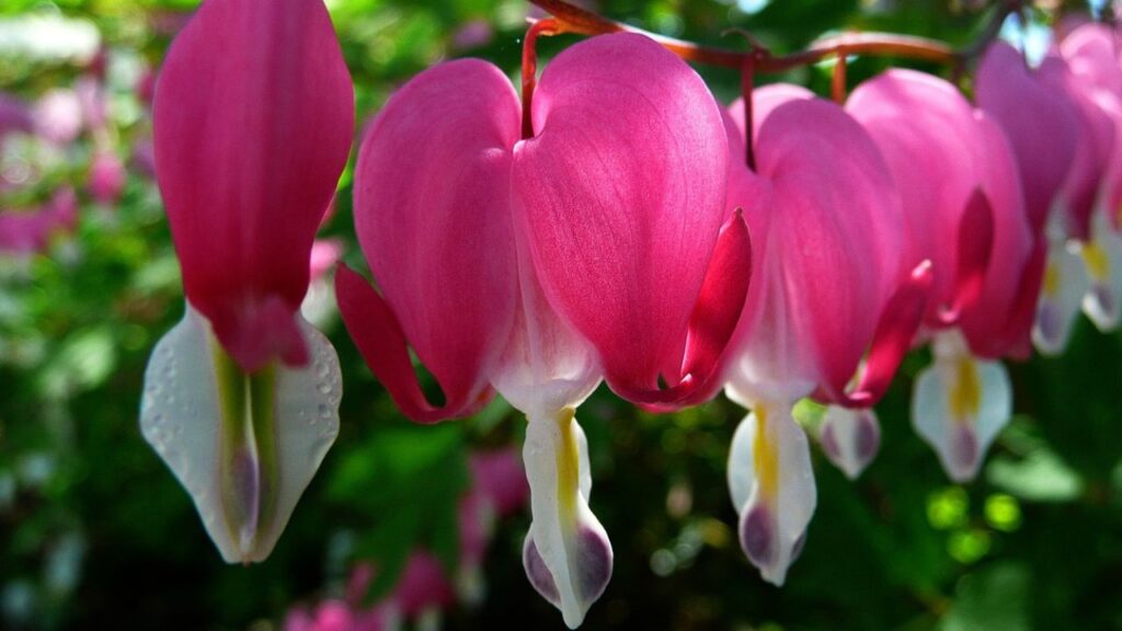 इसे घर में उगाने के लिए मिट्टी को अच्छी तरह से गीला कर उसमें सड़ी हुई पत्तियां या खाद डालें ताकि मिट्टी में नमी बनी रहे और पौधों को पर्याप्त पोषण मिल सके. 