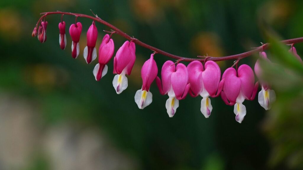 ब्लीडिंग हार्ट पौधे को मिट्टी में एक से डेढ़ इंच गहरा बोएं और मिट्टी को अच्छी तरह से ढंककर उसे हल्के हाथों से दबा दें. फिर इसे हल्का पानी देकर मिट्टी को अच्छी तरह से गीला कर दें.
