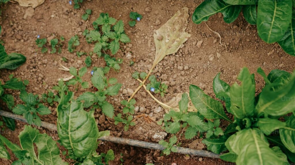 कई जंगली पौधों में विटामिन C, E और बीटा-कैरोटीन की मात्रा पालक से भी ज्यादा होती है. आप इन्हें आम बोल चाल में साग भी कहते हैं. यह किसी भी परिस्थिति और जलवायु में बड़े आसानी से उग जाते है. इन्हें अधिक मात्रा में देखभाल की जरूरत नहीं होती है.  कई जंगली पौधों में विटामिन C, E और बीटा-कैरोटीन की मात्रा पालक से भी ज्यादा होती है. आप इन्हें आम बोल चाल में साग भी कहते हैं. यह किसी भी परिस्थिति और जलवायु में बड़े आसानी से उग जाते है. इन्हें अधिक मात्रा में देखभाल की जरूरत नहीं होती है.