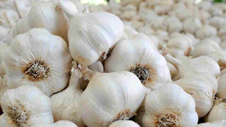 एफिड्स, थ्रिप्स और सफेद मक्खी से कैसे बचाएं लहसुन की फसल? जानिए आसान उपाय