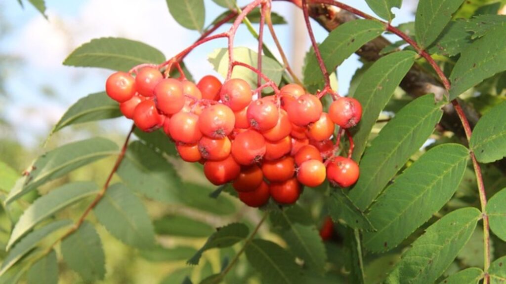 गोजी बेरी को सूरज की भरपूर रोशनी चाहिए होती है, इसलिए इसे ऐसी जगह लगाएं जहां कम से कम 6 से 8 घंटे धूप मिले. इस पौधे के लिए हल्की रेतीली या दोमट मिट्टी होनी चाहिए.  गोजी बेरी को सूरज की भरपूर रोशनी चाहिए होती है, इसलिए इसे ऐसी जगह लगाएं जहां कम से कम 6 से 8 घंटे धूप मिले. इस पौधे के लिए हल्की रेतीली या दोमट मिट्टी होनी चाहिए.