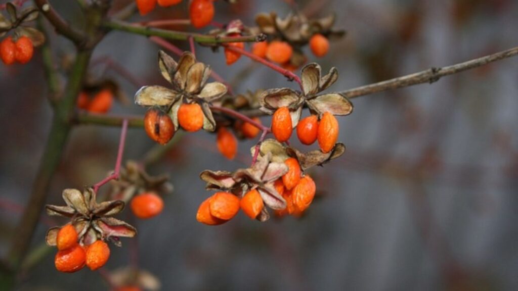 पौधों को बीज या कटिंग से तैयार किया जा सकता है, लेकिन कटिंग से तैयार पौधे जल्दी फल देना शुरू करते हैं. फरवरी-मार्च या फिर अक्टूबर-नवंबर गोजी बेरी, लगाने के लिए सबसे अच्छा समय होता है.  पौधों को बीज या कटिंग से तैयार किया जा सकता है, लेकिन कटिंग से तैयार पौधे जल्दी फल देना शुरू करते हैं. फरवरी-मार्च या फिर अक्टूबर-नवंबर गोजी बेरी, लगाने के लिए सबसे अच्छा समय होता है.