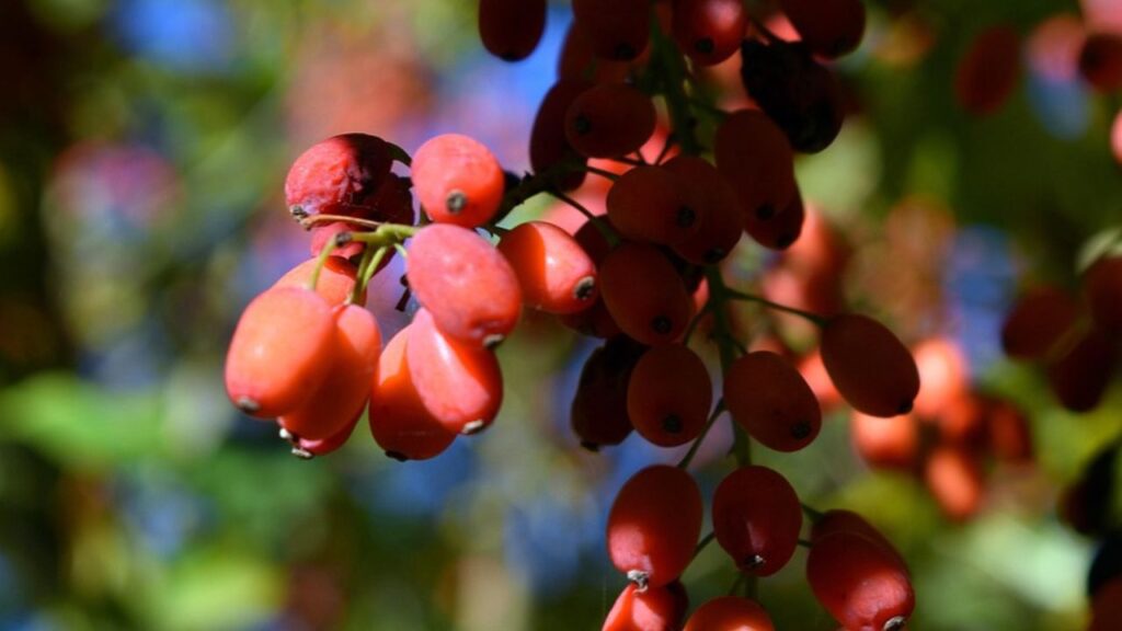 पौधे लगाने के बाद गड्ढे को भरने से पहले थोड़ा पानी डालें और फिर मिट्टी भरकर हल्के हाथ से दबा दें. अंत में अच्छी मात्रा में गीली घास या जैविक मल्च डालें जिससे नमी बनी रहे. पौधे लगाने के बाद गड्ढे को भरने से पहले थोड़ा पानी डालें और फिर मिट्टी भरकर हल्के हाथ से दबा दें. अंत में अच्छी मात्रा में गीली घास या जैविक मल्च डालें जिससे नमी बनी रहे.