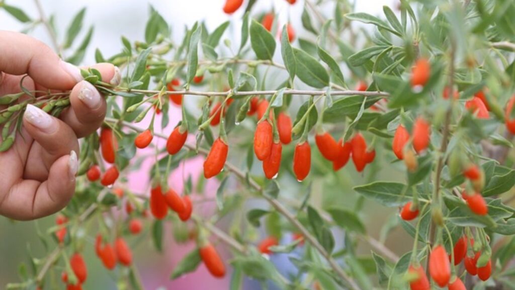 गोजी बेरी को बहुत ज्यादा पानी की जरूरत नहीं होती. गर्मियों में हर 10-15 दिन में सिंचाई करें. इसके साथ ही खाद सीमित मात्रा में दें, नहीं तो पौधा ज्यादा पत्तियां बनाएगा और फल कम देगा. गोजी बेरी को बहुत ज्यादा पानी की जरूरत नहीं होती. गर्मियों में हर 10-15 दिन में सिंचाई करें. इसके साथ ही खाद सीमित मात्रा में दें, नहीं तो पौधा ज्यादा पत्तियां बनाएगा और फल कम देगा.