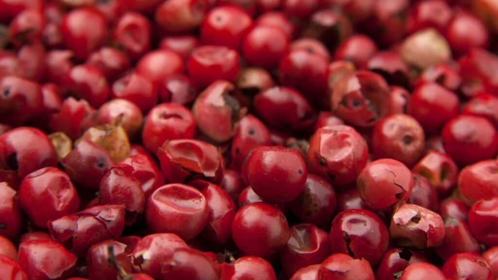 यह फल अपने स्वाद और पोषण से भरपूर होने के कारण दुनिया भर में मशहूर हो चुके हैं. लेकिन क्या आप जानते हैं कि अब इन महंगे सुपरफ्रूट्स को आप अपने बगीचे में या गमले में भी उगा सकते हैं. तो आइए जानते हैं गोची बेरी के फायदे और इसे उगाने के आसान तरीकों के बारें में.  यह फल अपने स्वाद और पोषण से भरपूर होने के कारण दुनिया भर में मशहूर हो चुके हैं. लेकिन क्या आप जानते हैं कि अब इन महंगे सुपरफ्रूट्स को आप अपने बगीचे में या गमले में भी उगा सकते हैं. तो आइए जानते हैं गोची बेरी के फायदे और इसे उगाने के आसान तरीकों के बारें में.