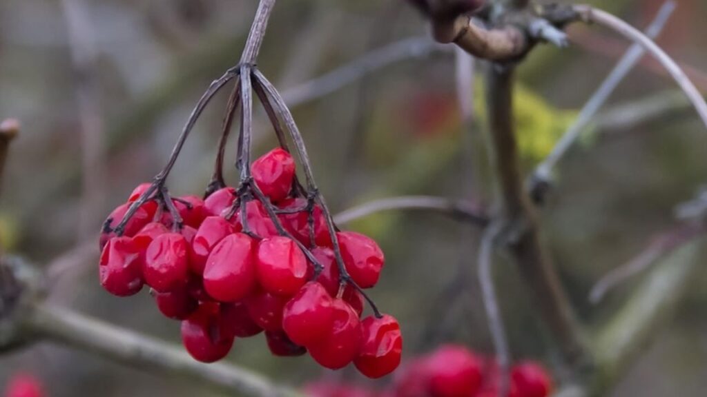 गोजी बेरी का वैज्ञानिक नाम लिशियम बारबरम है और यह पौधा ठंडी से लेकर गर्म जलवायु क्षेत्रों में भी आसानी से पनप सकता है. इन बेरीज को आप ताजा जूस या सुखाकर भी खा सकते हैं. इनमें प्रोटीन, विटामिन और एंटीऑक्सीडेंट्स की भी भरपूर मात्रा होती है. गोजी बेरी का वैज्ञानिक नाम लिशियम बारबरम है और यह पौधा ठंडी से लेकर गर्म जलवायु क्षेत्रों में भी आसानी से पनप सकता है. इन बेरीज को आप ताजा जूस या सुखाकर भी खा सकते हैं. इनमें प्रोटीन, विटामिन और एंटीऑक्सीडेंट्स की भी भरपूर मात्रा होती है.