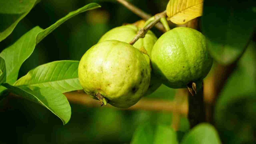Guava Pruning Secrets: Smart Cutting & Nipping Can Double Your Yield and Improve Fruit Quality
