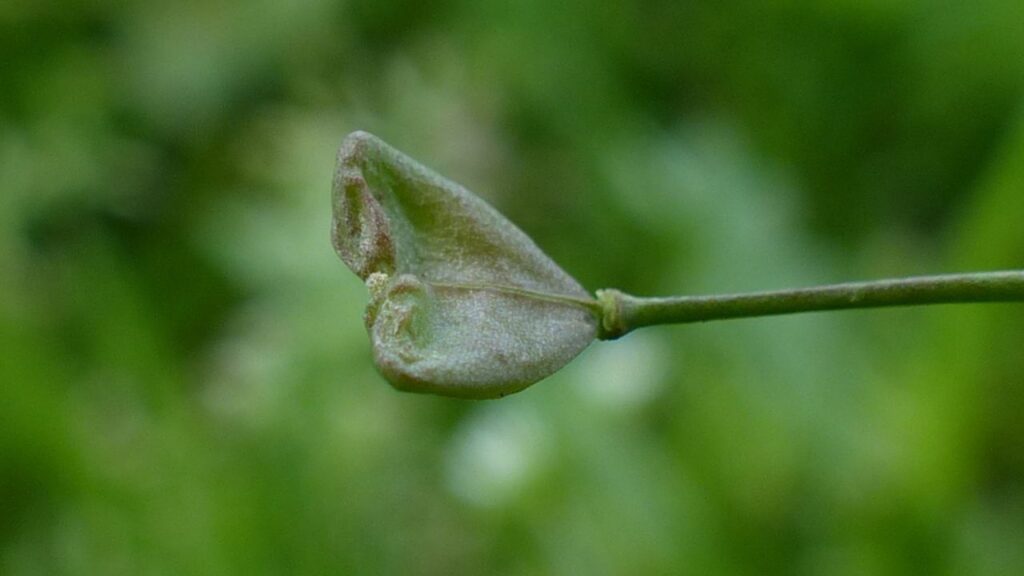 शेफर्ड पर्स, जिसे वैज्ञानिक रूप से कैप्सेला बर्सा-पास्टोरिस के नाम से जाना जाता है. इस पौधे का उपयोग सदियों से पारंपरिक चिकित्सा में स्वास्थ्य लाभों के लिए किया जाता रहा है. इसका नाम छोटे, दिल के आकार के बीज की फली से आता है. शेफर्ड पर्स को कई तरह की बीमारियों, खासकर रक्तस्राव और सूजन से संबंधित बीमारियों के इलाज मदद करता है.  शेफर्ड पर्स, जिसे वैज्ञानिक रूप से कैप्सेला बर्सा-पास्टोरिस के नाम से जाना जाता है. इस पौधे का उपयोग सदियों से पारंपरिक चिकित्सा में स्वास्थ्य लाभों के लिए किया जाता रहा है. इसका नाम छोटे, दिल के आकार के बीज की फली से आता है. शेफर्ड पर्स को कई तरह की बीमारियों, खासकर रक्तस्राव और सूजन से संबंधित बीमारियों के इलाज मदद करता है.