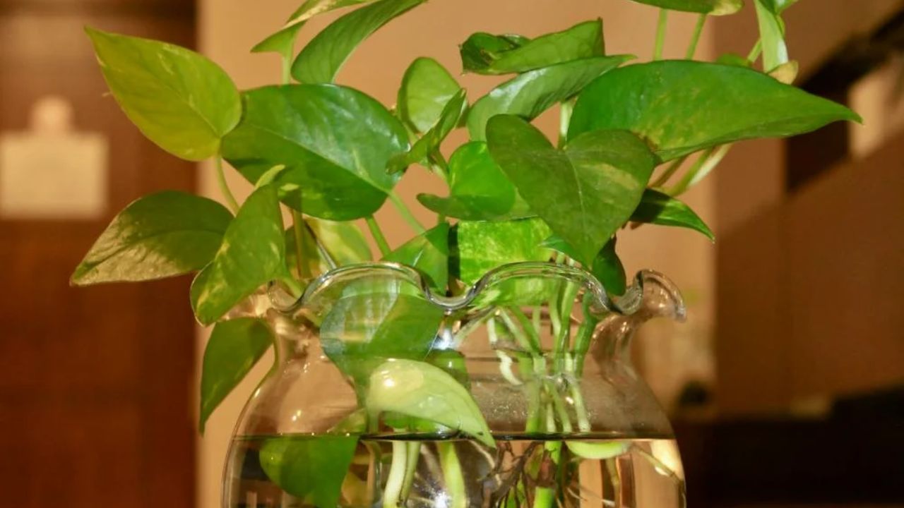 Winter Money Plant Care Tips Protect Leaves From Dew Yellowing Cold Weather Damage Indoor Plant Guidance