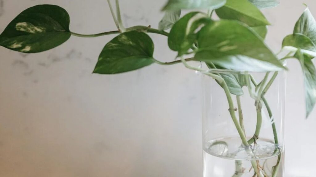 मनी प्लांट के टहनी का जो हिस्सा पानी में रहेगा, उसमें मौजूद सभी पत्तियां हटा दें. ताकि पत्तियां पानी में गलकर बदबू पैदा न करें और पौधे को नुकसान न पहुंचाए.  मनी प्लांट के टहनी का जो हिस्सा पानी में रहेगा, उसमें मौजूद सभी पत्तियां हटा दें. ताकि पत्तियां पानी में गलकर बदबू पैदा न करें और पौधे को नुकसान न पहुंचाए.