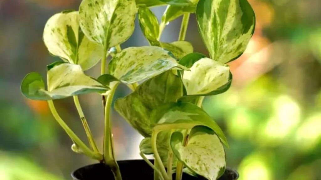 मनी प्लांट की जो टहनी आप बोतल में लगाने वाले हैं, वो सेमी-हार्ड होनी चाहिए. बहुत मुलायम या बहुत सख्त टहनी न लें. इसे किसी अच्छी कैंची या प्लांट कटर की मदद से जॉइंट से 1 इंच नीचे काट लें. मनी प्लांट की जो टहनी आप बोतल में लगाने वाले हैं, वो सेमी-हार्ड होनी चाहिए. बहुत मुलायम या बहुत सख्त टहनी न लें. इसे किसी अच्छी कैंची या प्लांट कटर की मदद से जॉइंट से 1 इंच नीचे काट लें.