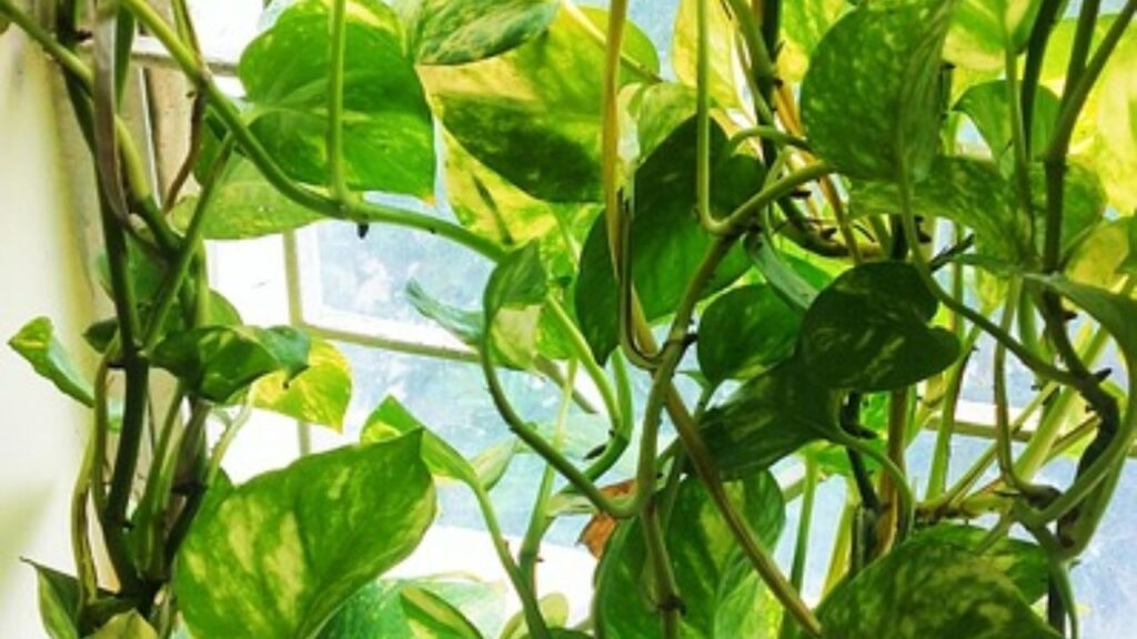 जब आप बोतल में मनीप्लांट लगाएं तो शुरुआत में  हर 5 दिन के अंदर पानी बदले और जब हल्की रूट्स निकलने लगें तो 10-15 दिन के अंदर पानी फिर से बदल दें. जब आप बोतल में मनीप्लांट लगाएं तो शुरुआत में  हर 5 दिन के अंदर पानी बदले और जब हल्की रूट्स निकलने लगें तो 10-15 दिन के अंदर पानी फिर से बदल दें.