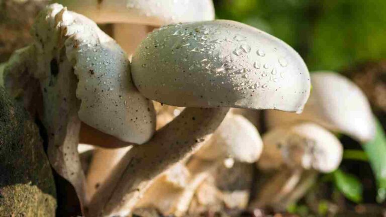 20 दिन में उगाएं मशरूम, हर महीने कमाएं हजारों रुपये- वो भी घर से! 20 दिन में उगाएं मशरूम, हर महीने कमाएं हजारों रुपये- वो भी घर से!