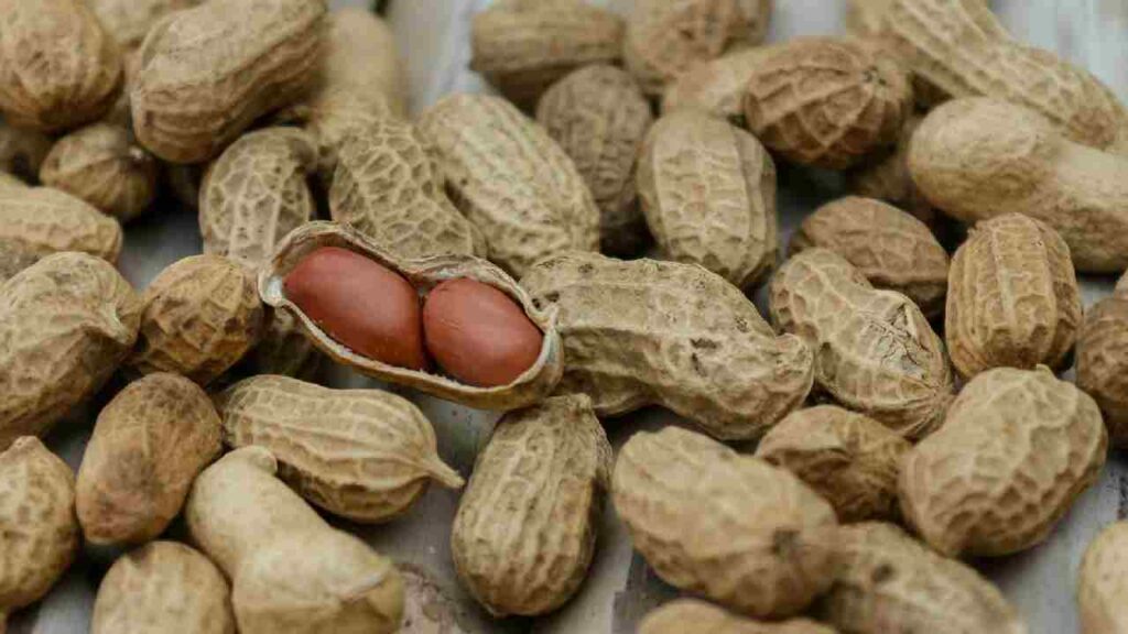 Indonesia Suspends Groundnut Imports from India over Quality Concerns, Exporters on Alert