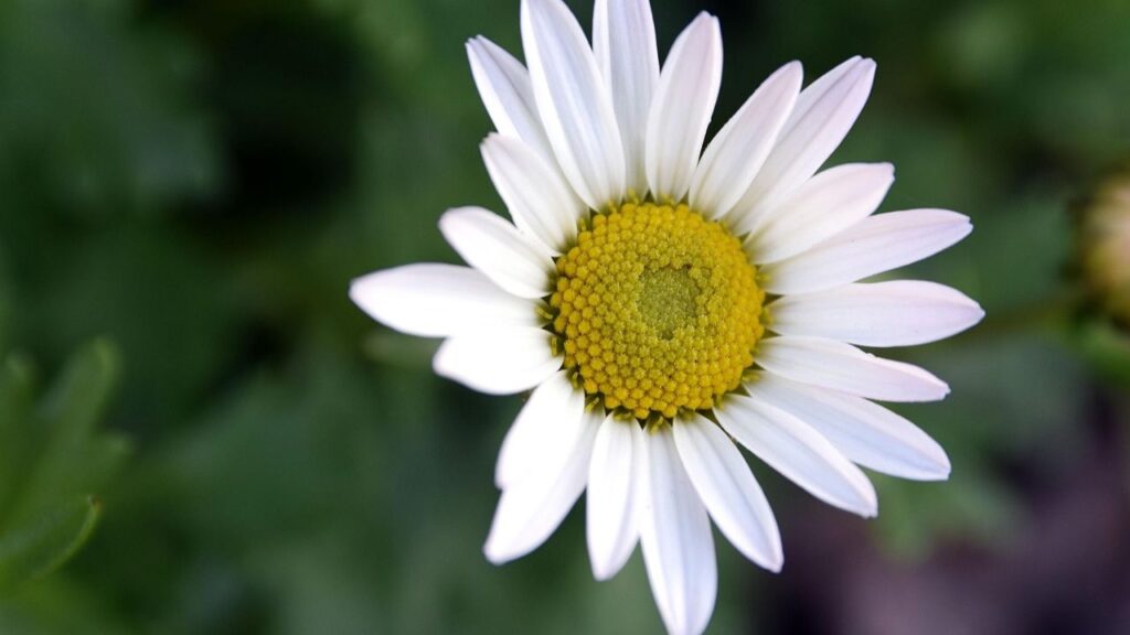 पौधों के चारों ओर जैविक मुलच (जैसे सूखे पत्ते या भूसी) बिछाएं. इससे मिट्टी में नमी बनी रहती है और खरपतवार भी कम होते हैं.  पौधों के चारों ओर जैविक मुलच (जैसे सूखे पत्ते या भूसी) बिछाएं. इससे मिट्टी में नमी बनी रहती है और खरपतवार भी कम होते हैं.