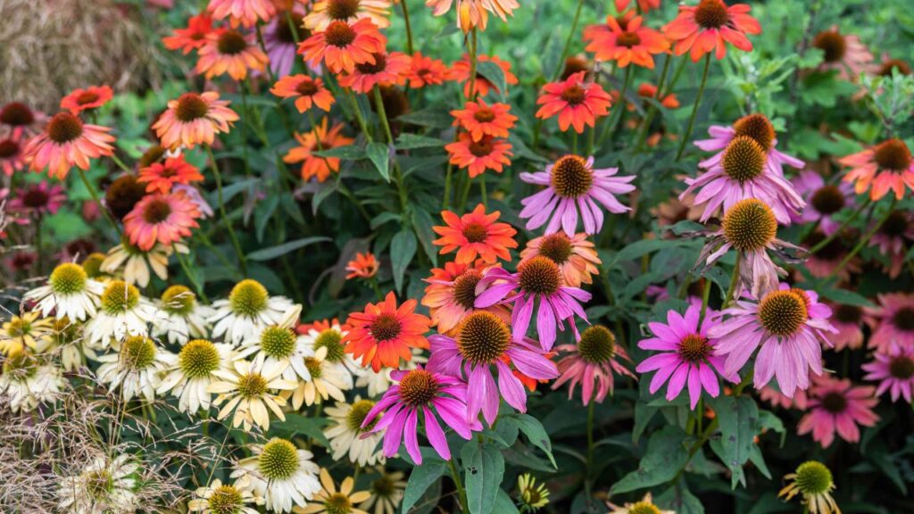 पौधा लगाने के बाद उसे अच्छे से पानी दें. शुरुआती दिनों में नियमित पानी देना बेहद जरूरी होता है. लेकिन ध्यान रखें कि पानी अधिक न हो, वरना जड़ें सड़ सकती हैं. पौधा लगाने के बाद उसे अच्छे से पानी दें. शुरुआती दिनों में नियमित पानी देना बेहद जरूरी होता है. लेकिन ध्यान रखें कि पानी अधिक न हो, वरना जड़ें सड़ सकती हैं.