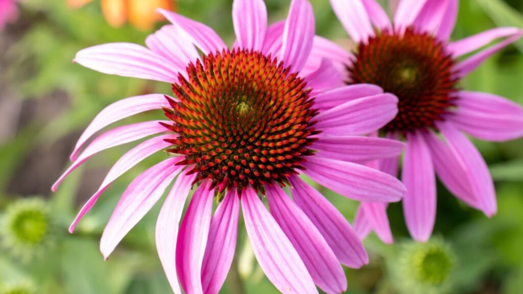 अगर मिट्टी बहुत चिकनी हो तो उसमें थोड़ी रेत और कम्पोस्ट मिला दें. वहीं अगर मिट्टी बहुत रेतीली है तो इसमें गोबर खाद या जैविक खाद मिलाकर पौष्टिक बनाएं. अगर मिट्टी बहुत चिकनी हो तो उसमें थोड़ी रेत और कम्पोस्ट मिला दें. वहीं अगर मिट्टी बहुत रेतीली है तो इसमें गोबर खाद या जैविक खाद मिलाकर पौष्टिक बनाएं.