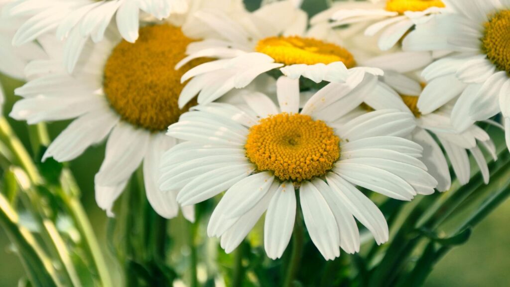 इस पौधे को अपने गार्डन में लगाने का सबसे अच्छा समय वसंत या फिर पतझड़ होता है. इस पौधे के लिए हल्का, भुरभुरा और अच्छी जल निकासी वाली मिट्टी की जरूरत होती है. इस पौधे को अपने गार्डन में लगाने का सबसे अच्छा समय वसंत या फिर पतझड़ होता है. इस पौधे के लिए हल्का, भुरभुरा और अच्छी जल निकासी वाली मिट्टी की जरूरत होती है.