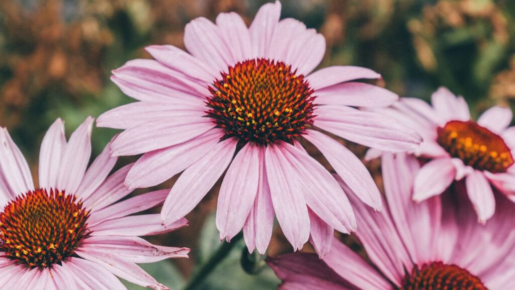 बारहमासी पौधे (perennials) ऐसे पौधे होते हैं जो एक बार लगाने पर सालों तक हरियाली और फूल देते रहते हैं. इन पौधों से न सिर्फ शहर सुंदर बनेगा बल्कि वायु प्रदूषण भी कम होगा.  बारहमासी पौधे (perennials) ऐसे पौधे होते हैं जो एक बार लगाने पर सालों तक हरियाली और फूल देते रहते हैं. इन पौधों से न सिर्फ शहर सुंदर बनेगा बल्कि वायु प्रदूषण भी कम होगा.