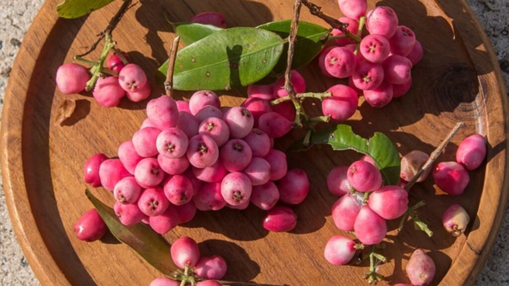 पिंक लेमोनेड ब्लूबेरी के पौधे लगाने का समय मार्च से मई के बीच का होता है. आप नर्सरी या बेयर रूट प्लांट लाकर गमले या जमीन में लगा सकते हैं. गड्ढा थोड़ा गहरा और चौड़ा बनाएं, ताकि जड़ें अच्छे से फैल सकें. मिट्टी को हल्के हाथों से दबा दें . 3-4 इंच मोटी जैविक मल्चिंग की परत बिछाएं ताकि नमी बनी रहे. 