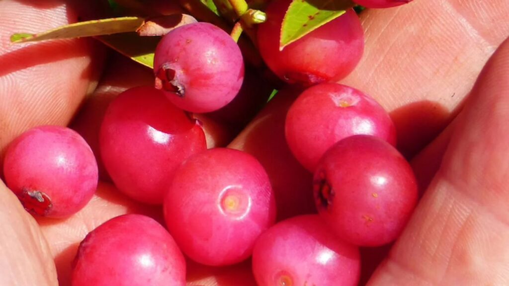 पिंक लेमोनेड ब्लूबेरी को धूप वाली जगह में लगाना सबसे अच्छा होता है. इसे कम से कम 6 घंटे की सीधी धूप और अम्लीय मिट्टी की जरूरत होती है. इसके साथ ही मिट्टी का pH लेवल लगभग 6.1 के होना चाहिए.