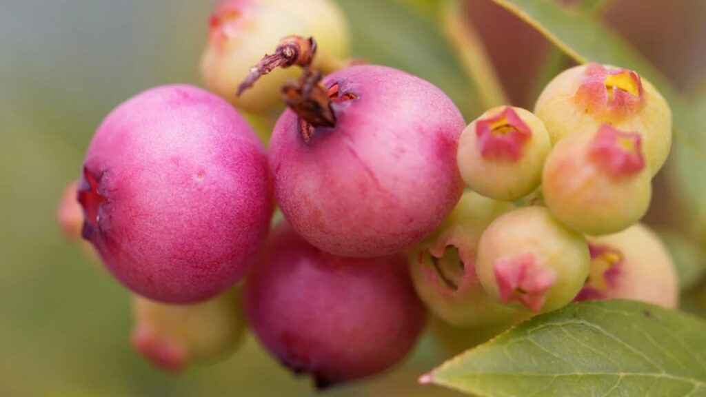 पिंक लेमोनेड ब्लूबेरी न सिर्फ मीठे फल देता है, बल्कि इसकी सुंदरता भी किसी सजावटी पौधे से कम नहीं होती. मार्च में पौधे में सिलवरी-नीली पत्तियां आती हैं और ठंड तक रहती हैं. इसके डंठल भी लाल-पीले रंग के होते हैं, जिससे यह और भी आकर्षक लगता है.