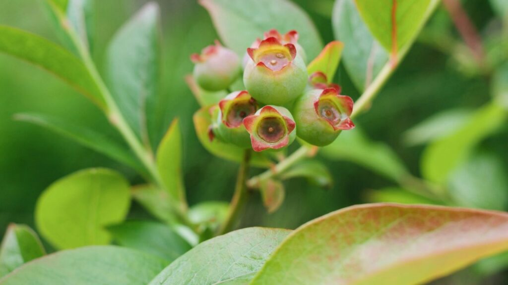 यह पौधा गर्मी के मध्य से लेकर अक्टूबर तक फल देता है, और खास बात यह है कि सारे फल एक साथ नहीं पकते हैं. आम ब्लूबेरी के मुकाबले इसका स्वाद लगभग दोगुना मीठा होता है, जिससे यह डेजर्ट और गार्निशिंग के लिए परफेक्ट होते हैं. 