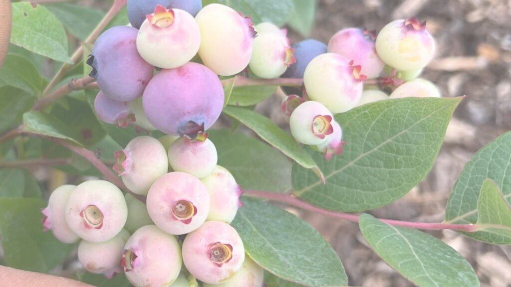 इस पौधे की ज्यादा देखभाल की जरूरत नहीं होती, लेकिन नमी बनाए रखना जरूरी होता है. खाद के लिए हर साल थोड़ी सी कंपोस्ट देना फायदेमंद होता है. पुराने डंठलों को काटते रहना चाहिए क्योंकि फल दो से तीन साल पुराने डंठलों पर ही आते हैं.