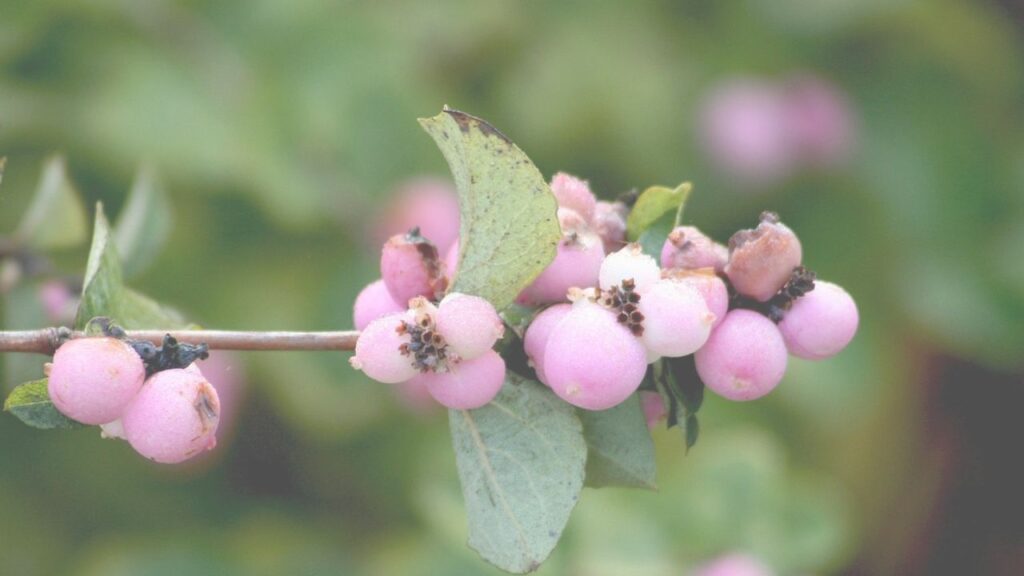 पिंक लेमोनेड ब्लूबेरी का पौधा आपके बगीचे में न केवल लुक बढ़ाएगा, बल्कि इससे मिलने वाले गुलाबी और मीठे फल आपको ताजगी का एहसास भी कराएंगे. थोड़ा सा ध्यान और सही तरीका अपनाकर आप भी इस खास किस्म की ब्लूबेरी को घर पर उगा सकते हैं.