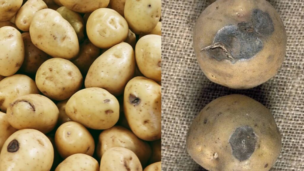 Effective Strategies to Protect Potato Crops from Fungal Diseases and Boost Yield