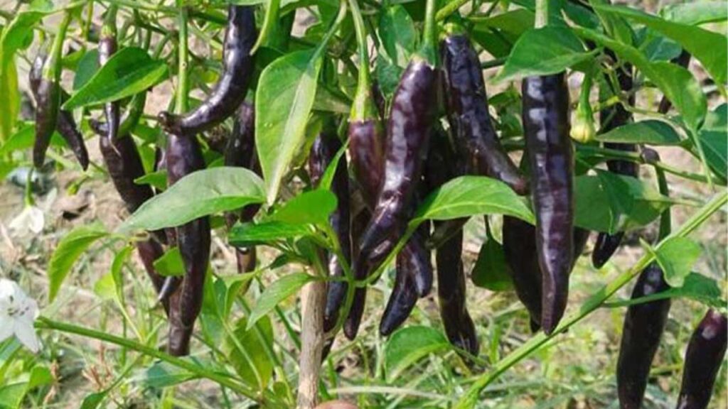 हर 2-3 हफ्ते में जैविक खाद जैसे वर्मीकम्पोस्ट या गोबर खाद डालते रहें. पौधों को सहारा देने के लिए लकड़ी के डंडे या सपोर्ट का इस्तेमाल करें. यह मिर्च विटामिन्स और मिनरल्स से भरपूर होती है, जो सेहत के लिए भी फायदेमंद है. इन्हें आप सब्जियों, चटनी, अचार या सॉस बनाने में भी इस्तेमाल कर सकते हैं. हर 2-3 हफ्ते में जैविक खाद जैसे वर्मीकम्पोस्ट या गोबर खाद डालते रहें. पौधों को सहारा देने के लिए लकड़ी के डंडे या सपोर्ट का इस्तेमाल करें. यह मिर्च विटामिन्स और मिनरल्स से भरपूर होती है, जो सेहत के लिए भी फायदेमंद है. इन्हें आप सब्जियों, चटनी, अचार या सॉस बनाने में भी इस्तेमाल कर सकते हैं.