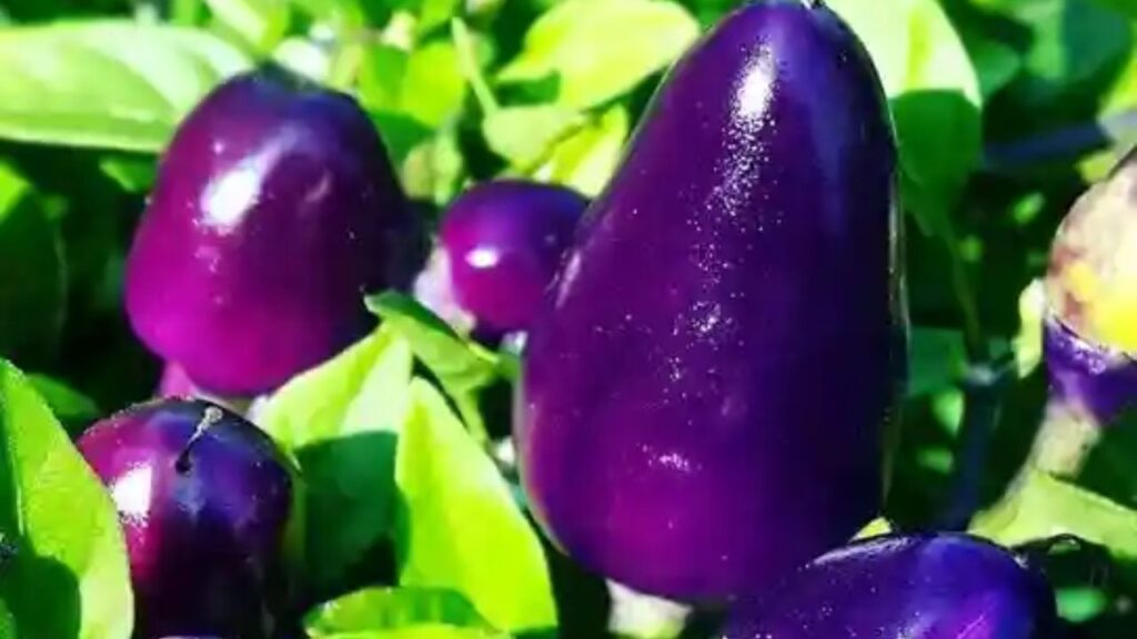 जब पौधे थोड़े बड़े हो जाएं तो इन्हें 12x12 या 15x15 इंच के HDPE ग्रो बैग या गमलों में शिफ्ट कर दें. भारत में इन मिर्च के बीजों को फरवरी से अप्रैल और जुलाई से सितंबर के बीच बोया जा सकता है. इसके साथ ही पौधे को पानी तभी दें जब मिट्टी ऊपर से सूखी हो.  जब पौधे थोड़े बड़े हो जाएं तो इन्हें 12x12 या 15x15 इंच के HDPE ग्रो बैग या गमलों में शिफ्ट कर दें. भारत में इन मिर्च के बीजों को फरवरी से अप्रैल और जुलाई से सितंबर के बीच बोया जा सकता है. इसके साथ ही पौधे को पानी तभी दें जब मिट्टी ऊपर से सूखी हो.