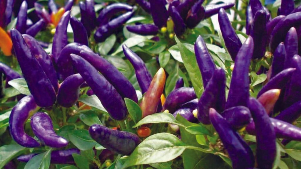 यह मिर्च न सिर्फ स्वाद में जबरदस्त तीखी होती है, बल्कि देखने में भी इतनी खूबसूरत होती है कि आपके बगीचे के लुक को भी अधिक आकर्षक बना सकती हैं. इसकी खास बात ये है कि इस मिर्च के पौधे अधिक गर्म मौसम और कीट Cucumber Mosaic Virus (CMV) को भी झेल सकते हैं.  यह मिर्च न सिर्फ स्वाद में जबरदस्त तीखी होती है, बल्कि देखने में भी इतनी खूबसूरत होती है कि आपके बगीचे के लुक को भी अधिक आकर्षक बना सकती हैं. इसकी खास बात ये है कि इस मिर्च के पौधे अधिक गर्म मौसम और कीट Cucumber Mosaic Virus (CMV) को भी झेल सकते हैं.