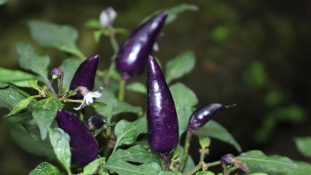 यह हाइब्रिड किस्म सिर्फ 65-70 दिनों में तैयार हो जाती है. यानी दो महीने से भी कम समय में आप घर बैठे ताजा मिर्च तोड़ सकते हैं. इस मिर्च की लंबाई 7-8 सेंटीमीटर और मोटाई 1-1.1 सेंटीमीटर होती है. पकने के साथ इनका रंग बैंगनी से लाल हो जाता है. यह स्वाद में काफी तीखी होती है.  यह हाइब्रिड किस्म सिर्फ 65-70 दिनों में तैयार हो जाती है. यानी दो महीने से भी कम समय में आप घर बैठे ताजा मिर्च तोड़ सकते हैं. इस मिर्च की लंबाई 7-8 सेंटीमीटर और मोटाई 1-1.1 सेंटीमीटर होती है. पकने के साथ इनका रंग बैंगनी से लाल हो जाता है. यह स्वाद में काफी तीखी होती है.