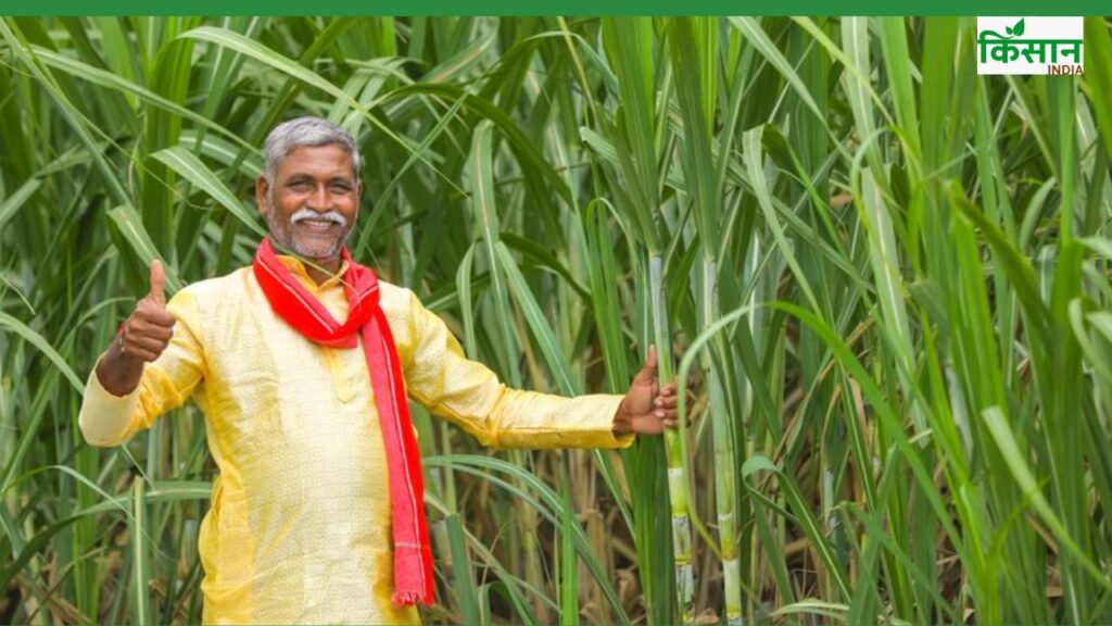 India Set for Record Sugarcane Harvest in 2025-26; Sugar Production Likely to See Massive Surge