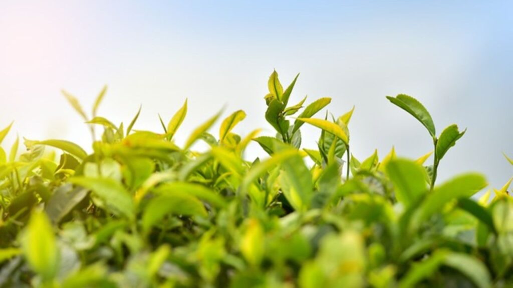 आपके बालकनी या आंगन की बगिया न केवल आपके बालकनी, गमलों या बगीचे की शोभा बढ़ाएगी, बल्कि आपको घर बैठे ताजगी भरी सुगंधित और औषधीय चाय पीने का आनंद भी देगी. घर पर उगाई गई जड़ी-बूटियां जैसे पुदीना, लेमन बाम और कैमोमाइल बाजार में मिलने वाली सूखी चाय की पत्तियों से कई गुना अधिक ताजगी और स्वाद देती हैं. 