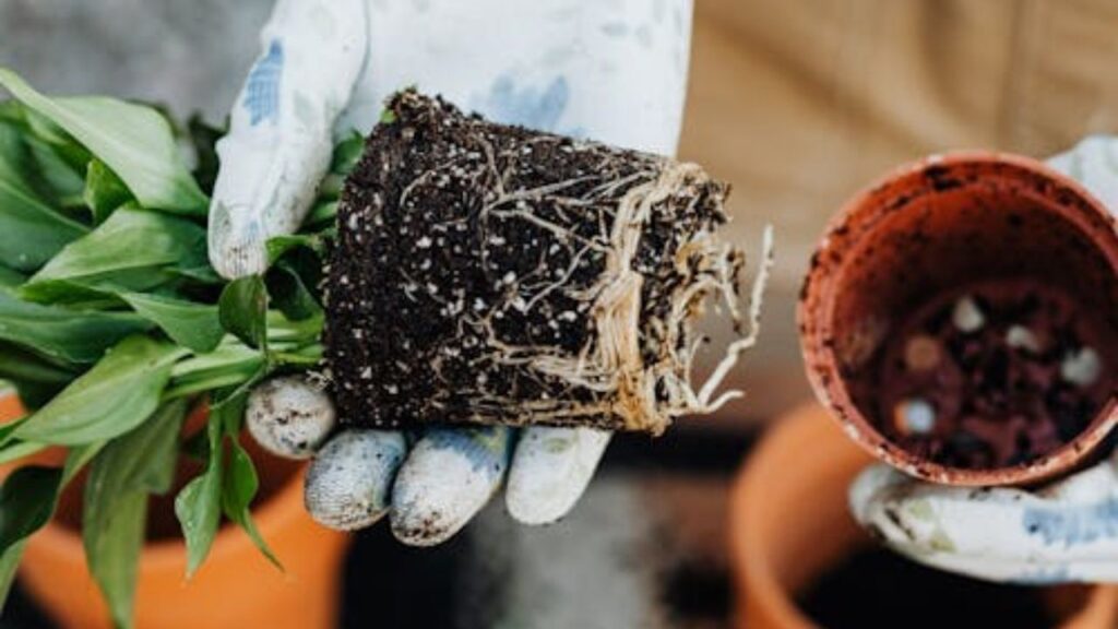 गमले हों या जमीन, पौधों को कम से कम 6 घंटे की धूप चाहिए होती है. मिट्टी में पानी निकासी का अच्छा इंतजाम  होना जरूरी है. अगर आप गमले में लगा रहे हैं तो कम से कम 10 इंच के गमले का इस्तेमाल करें. हर गमले को पौधों के अनुसार पॉटिंग मिक्स से भरें, पौधा लगाएं, मिट्टी को थोड़ा दबाएं और हल्के हाथों से पानी दें. 