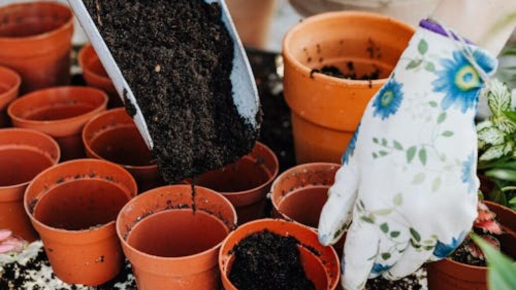 आप चाहें तो अपने टी गार्डन में पुदीना, लेमन बाम, नींबू , कैमोमाइल, गुलाब की पंखुड़ियां, लेमन वर्बेना और धनिया जैसे पौधे को लगा सकते है. ये पौधे स्वाद और सुगंध का बेस्ट काम्बनैशन हो सकते हैं. 