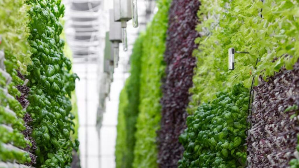 पौधों को सपोर्ट देने के लिए बांस के खंभे, लोहे के तार, या स्टील की जाली का इस्तेमाल कर सकते हैं, ताकि पौधे ऊपर चढ़ सकें. आप चाहे तो अपने वर्टिकल गार्डरनिंग में टमाटर, भिंडी, खीरा, पोल बींस, मालाबार पलक, बैंगन और मटर जैसे सब्जियां उगा सकते हैं.  पौधों को सपोर्ट देने के लिए बांस के खंभे, लोहे के तार, या स्टील की जाली का इस्तेमाल कर सकते हैं, ताकि पौधे ऊपर चढ़ सकें. आप चाहे तो अपने वर्टिकल गार्डरनिंग में टमाटर, भिंडी, खीरा, पोल बींस, मालाबार पलक, बैंगन और मटर जैसे सब्जियां उगा सकते हैं.