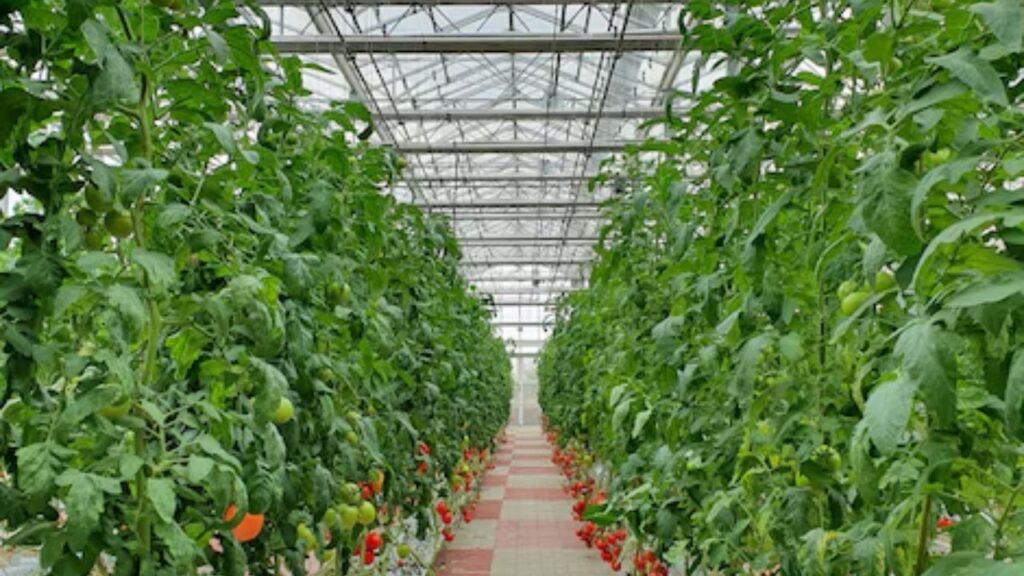 वहीं, वर्टिकल गार्डनिंग में पौधों को पर्याप्त धूप की आवश्यकता होती है, इसलिए इसे ऐसी जगह पर लगाएं जहां 6-7 घंटे सूरज की रोशनी आती हो. इसके अलावा इन पौधों को ज्यादा पानी की आवश्यकता नहीं होती है, लेकिन फिर भी उन्हें नियमित रूप से पानी देना जरूरी है.  वहीं, वर्टिकल गार्डनिंग में पौधों को पर्याप्त धूप की आवश्यकता होती है, इसलिए इसे ऐसी जगह पर लगाएं जहां 6-7 घंटे सूरज की रोशनी आती हो. इसके अलावा इन पौधों को ज्यादा पानी की आवश्यकता नहीं होती है, लेकिन फिर भी उन्हें नियमित रूप से पानी देना जरूरी है.