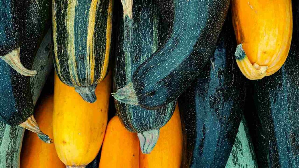 Zucchini Farming in India: Easy Guide for High-Yield Profitable Cultivation