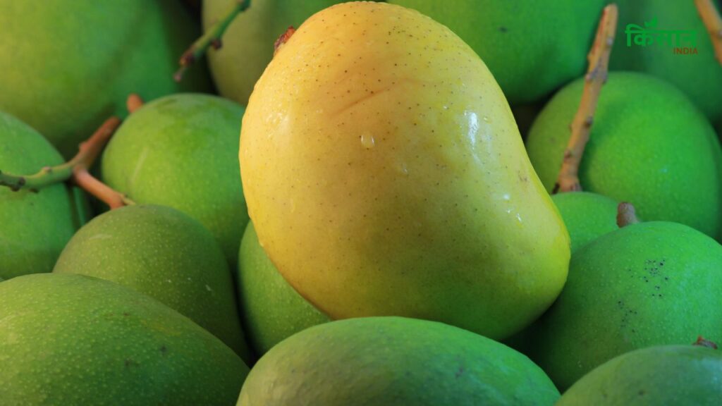 नेचुरल आम से मीठी, ताजगी भरी खुशबू आती है जो आपको आम की गुणवत्ता का अहसास कराती है. वहीं, केमिकल पके आम में या तो कोई खुशबू नहीं होती या फिर उनमें एक अजीब सी केमिकल की गंध आती है.