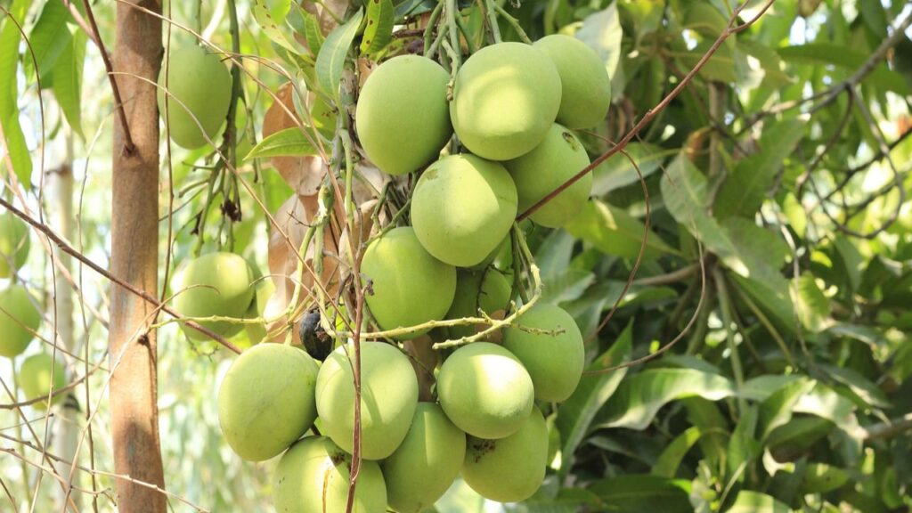 अल्फांसो आम की डिमांड देश ही नहीं विदेशों में भी है, जिससे किसानों को जबरदस्त मुनाफा होता है. इसका स्वाद ऐसा कि खाने वाला थक जाए, लेकिन मन नहीं भरता. अल्फांसो आम की डिमांड देश ही नहीं विदेशों में भी है, जिससे किसानों को जबरदस्त मुनाफा होता है. इसका स्वाद ऐसा कि खाने वाला थक जाए, लेकिन मन नहीं भरता.