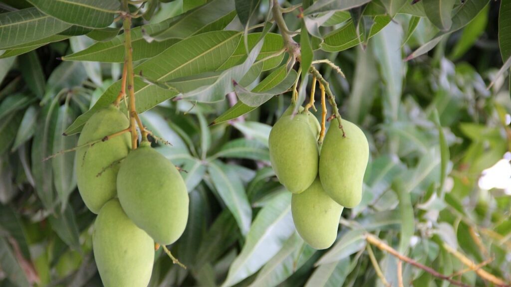 हापुस आम में एंजाइम का बेहतरीन कंबीनेशन होता है, जो इसके खास स्वाद को और भी निखारता है. यही वजह है कि इसकी डिमांड हर साल बढ़ती जा रही है. हापुस आम में एंजाइम का बेहतरीन कंबीनेशन होता है, जो इसके खास स्वाद को और भी निखारता है. यही वजह है कि इसकी डिमांड हर साल बढ़ती जा रही है.