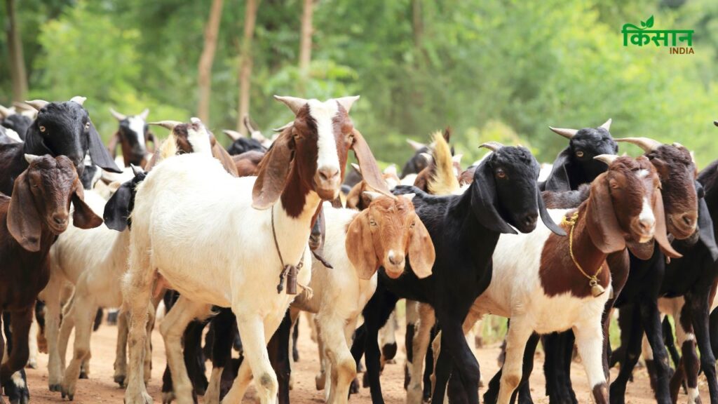 Goat Farmers Beware of These Deadly Diseases During Rainy Season