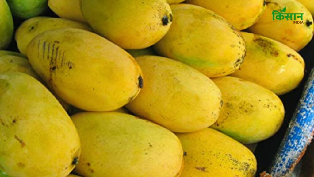 Banganapalle Mango (बड़ा और खुशबूदार आम): यह आम आंध्र प्रदेश के कुरनूल जिले में उगता है. इसका आकार अंडाकार और लगभग 14 सेमी लंबा होता है. इसकी त्वचा चिकनी और हल्के पीले रंग की होती है. इसका गूदा बेहद मीठा और खुशबूदार होता है.