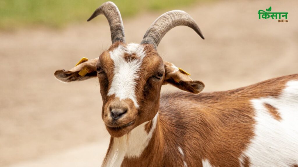 बरबरी बकरी का दूध सिर्फ पोषण ही नहीं देता, बल्कि इसमें मौजूद एंटी-ऑक्सीडेंट और एंटी-इंफ्लेमेटरी गुण शरीर की इम्युनिटी को मजबूत करते हैं और प्लेटलेट्स बढ़ाने में सहायक होते हैं. यह दूध बच्चों, बुजुर्गों और बीमार लोगों के लिए खास तौर पर फायदेमंद होता है. बरबरी बकरी का दूध सिर्फ पोषण ही नहीं देता, बल्कि इसमें मौजूद एंटी-ऑक्सीडेंट और एंटी-इंफ्लेमेटरी गुण शरीर की इम्युनिटी को मजबूत करते हैं और प्लेटलेट्स बढ़ाने में सहायक होते हैं. यह दूध बच्चों, बुजुर्गों और बीमार लोगों के लिए खास तौर पर फायदेमंद होता है.