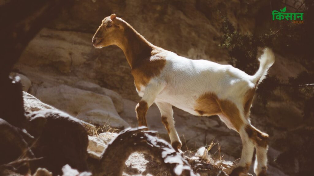 यह बकरी कम समय में प्रजनन करती है यानी यह जल्दी से बच्चे देती है. इसका मतलब है कि कम समय में आपको ज्यादा दूध, ज्यादा मांस और ज्यादा आय मिलती है. पशुपालन से रोजगार शुरू करने वालों के लिए ये एक शानदार नस्ल है. यह बकरी कम समय में प्रजनन करती है यानी यह जल्दी से बच्चे देती है. इसका मतलब है कि कम समय में आपको ज्यादा दूध, ज्यादा मांस और ज्यादा आय मिलती है. पशुपालन से रोजगार शुरू करने वालों के लिए ये एक शानदार नस्ल है.