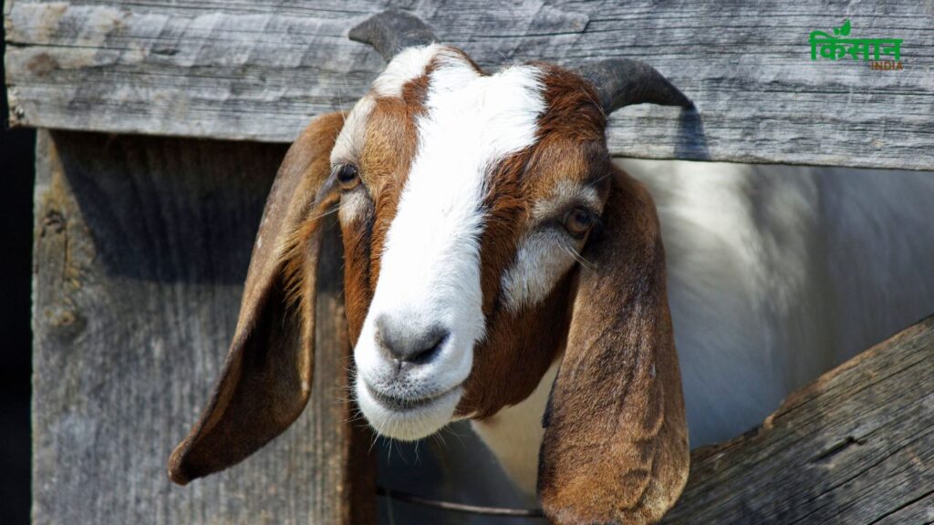 दरअसल, हम बात कर रहे हैं बरबरी बकरी (Barbari Goat) की जिसे आप घर की छत, आंगन या किसी छोटे कमरे में भी आसानी से पाल सकते हैं. शहरी इलाकों में भी इसका पालन बिना चराई के किया जा सकता है, जिससे ये छोटे किसानों और शहरी पशुपालकों के लिए बेहद फायदेमंद बन जाती है. दरअसल, हम बात कर रहे हैं बरबरी बकरी (Barbari Goat) की जिसे आप घर की छत, आंगन या किसी छोटे कमरे में भी आसानी से पाल सकते हैं. शहरी इलाकों में भी इसका पालन बिना चराई के किया जा सकता है, जिससे ये छोटे किसानों और शहरी पशुपालकों के लिए बेहद फायदेमंद बन जाती है.